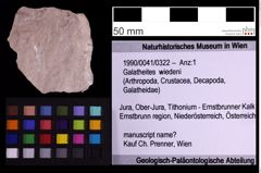 Foto (Objekt + Etiketten) von Galatheites wiedeni (NHMW-GEO-1990-0041-0322)